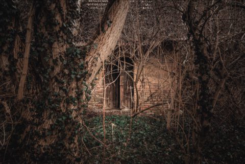 Fotografie opuštěného domu zarostlého stromy a liánami